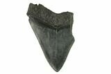 Partial, Fossil Megalodon Tooth #123960-1